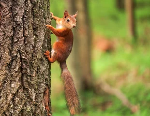 Fotobehang Beautiful squirrel on a tree in a forest park in the summer © es0lex