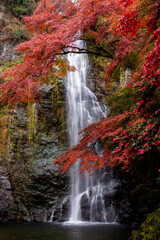Minoo Waterfall. With a height of 33 meters, the waterfall is the park's main natural attraction. in autumn colorful forest  Osaka, Japan