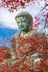 the Great Buddha Daibutsu know as Ancient bronze statue  and autumn maple leaf, Kotoku-in temple, Japan, Asia.