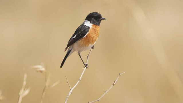 African Stone Chat bird perched on tiny thorny branch against plain background, looks around
