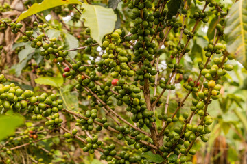 View of a coffee plant in the crater lakes region near Fort Portal, Uganda