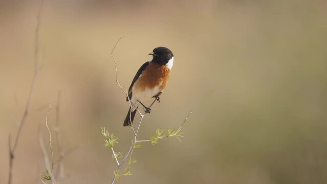 Male African Stone Chat balances at top of branch with small leaves, then flies away