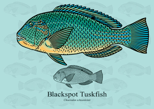 Blackspot Tuskfish. Vector illustration with refined details and optimized stroke that allows the image to be used in small sizes (in packaging design, decoration, educational graphics, etc.)