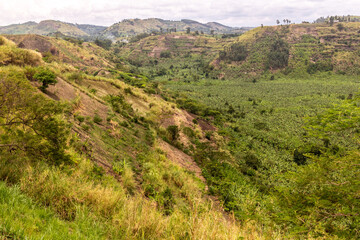 Fototapeta na wymiar Banana plantation in the crater lakes region near Fort Portal, Uganda