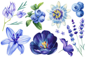 Flowers set on isolated background. Watercolor illustrations. Blue tulip, lavender, lily, passionflower and blueberries 