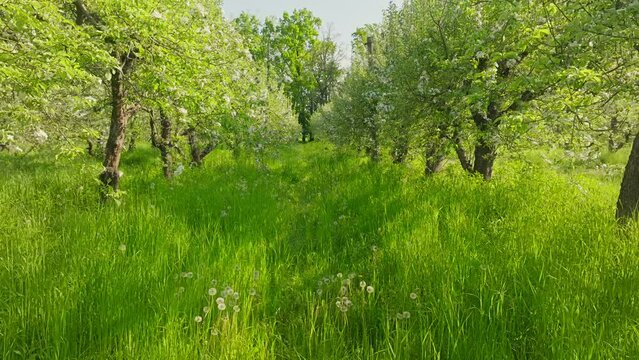 Park hill green view garden landscape summer mountains plant