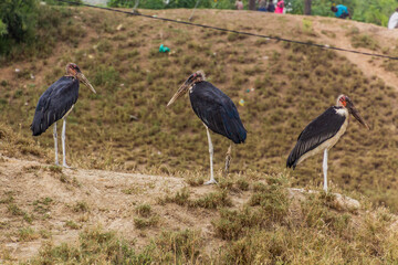 Marabou storks (Leptoptilos crumenifer) near Kazinga Channel, Uganda