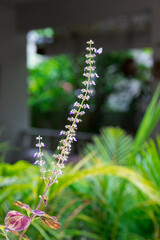 Papillon sur plante