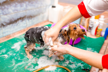 Bathing animals, grooming, brushing, drying and styling dogs, combing hair. Master of haircuts and...