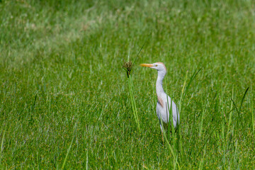 Cattle Egret (Bubulcus ibis) near Lake Victoria in Entebbe, Uganda