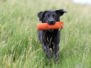 Dummytraining mit Labrador Retriever