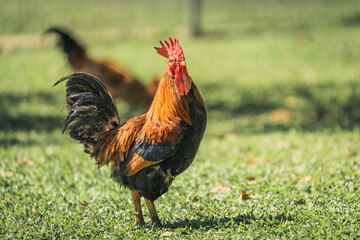 majestic rooster on a sunny green field
