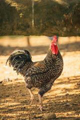 rustic charm plymouth rock chicken exploring under tree shade