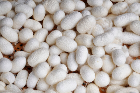 Close up of bombyx morin, white silk worms cocoons harvest, China
