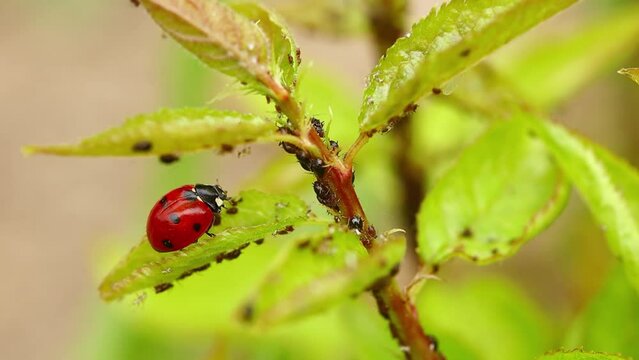 macro video of a ladybug on a leaf with aphids and ants. the ladybug goes around the leaf and touches the ant and the aphid. insects in the garden.