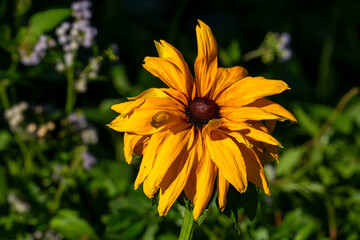 Wilting black-eyed Susan  (rudbeckia hirta) flower in afternoon sunshine
