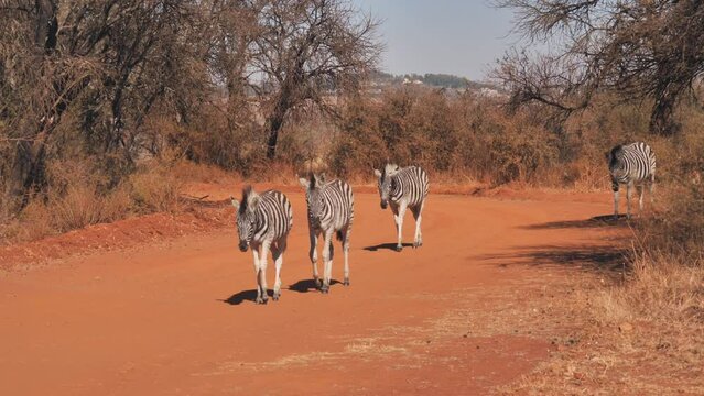Herd of Plains Zebra walk down red dirt road in African bushveld landscape