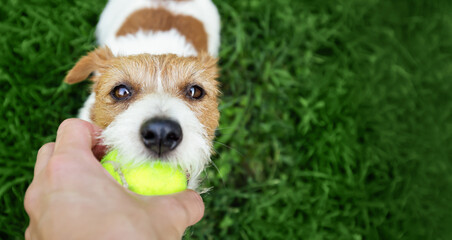 Hand giving a ball to a happy active playful dog in the grass. Dog chewing toy. Banner or background with copy space.