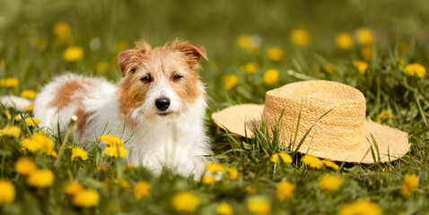 Happy healthy dog in a dandelion flower herb field with straw hat in summer. Pet in the nature banner.