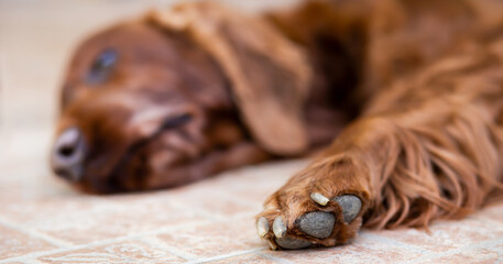 Old sleeping dog's paw. Adopting a shelter animal, pet dog rescue banner.