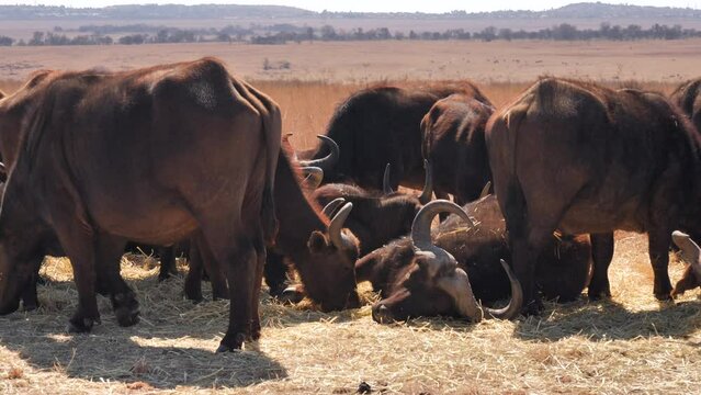 Supplementary feeding of African Buffalo herd on lucerne in winter dry season