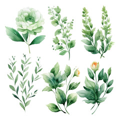 Set of green floral watecolor. flowers and leaves. Floral poster, invitation floral. Vector arrangements for greeting card or invitation design