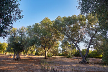 Olive tree orchard near Petrokefali in Crete, Greece
