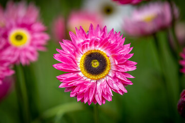 A pink helipterum flower, also known as a paper daisy, in the late spring sunshine