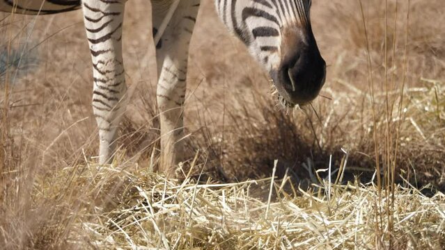 Close up: Zebra chews yellow lucerne feed placed between dry grass in African winter