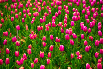 Fototapeta premium Blooming tulips. Spring floral background. Field of bright beautiful tulips close-up. Colorful tulips at the Holland Flower Festival. long banner