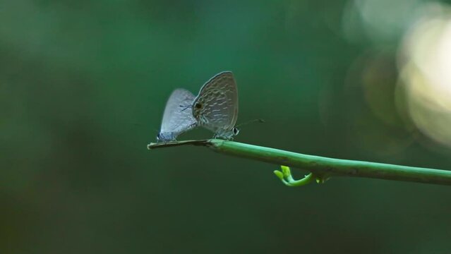 A macro view of blue gossamer-winged or zebra blue butterflies sitting on a twig