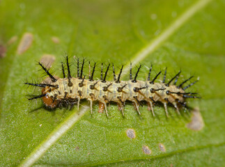 Caterpillar