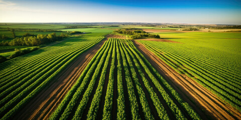 Aerial view with the landscape geometry texture of a lot of agriculture fields with different plants like rapeseed in blooming season. - obrazy, fototapety, plakaty