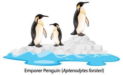 Emperor penguin cartoon on the rock