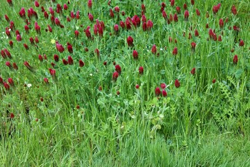 Photo d'un champ de fleur