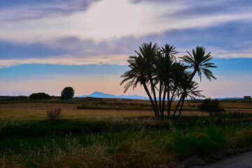 Fototapeta premium Palm trees in the field