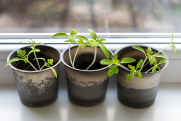 Growing vegetables on the windowsill in the house, young tomatoes in plastic cups on the window. Healthy seedlings, hobby gardening.