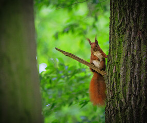 Squirrel at a tree looking around