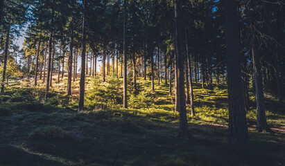 woods forest in good light 