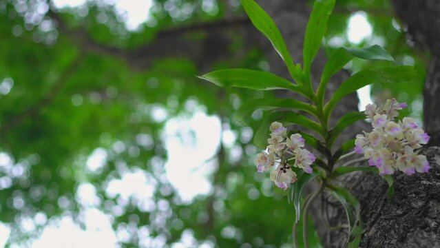 The species orchids is Aerides falcata on natural background with perfect environment. Movement camera and focus shift. Activities and garden in holiday.