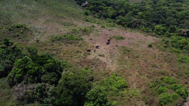 Aerial View Of Elephant Grazing In The Shola Forest Or Open Grassland