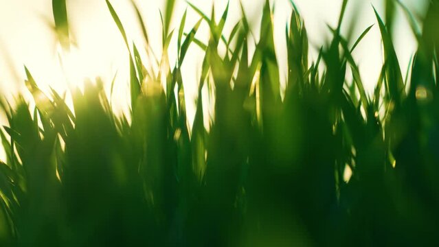 Green field of early wheat at sunset. Work in agronomic farm for making business and production organic eco bio food