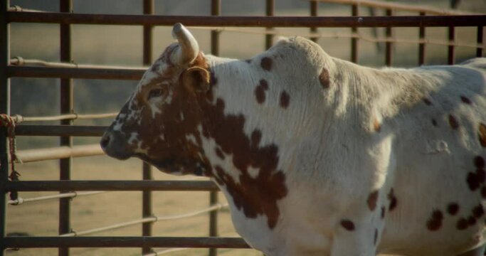 Bull turns his head in metal chute in rural Texas farm.