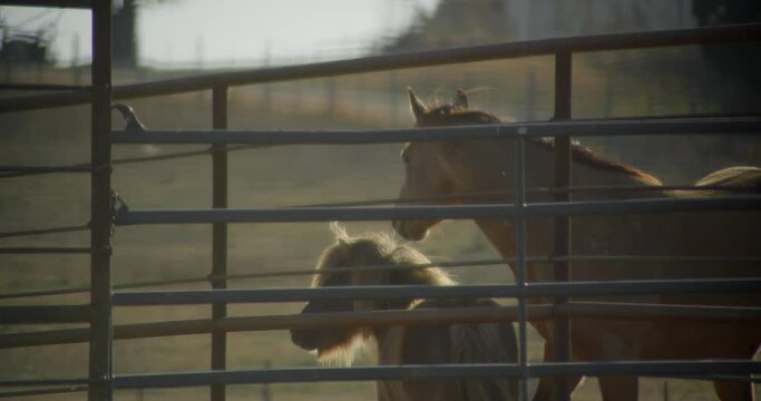 Two horses watch bulls be wrangled from outside metal fence on Texas farm.