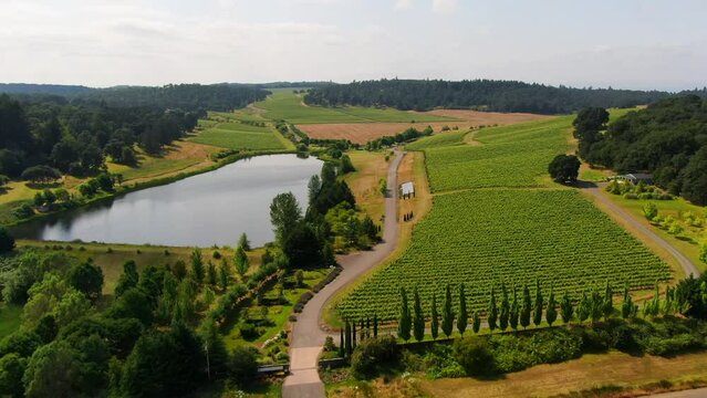Aerial drone cinematic look down symmetry lines winery vineyard Oregon wine country Left Coast Trinity Legacy Johan Salem Portland Bend Pacific City grapes on vine spring summer green back movement