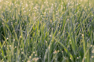 summer background of a meadow with fresh green grass
