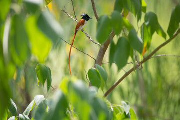 Beautiful Paradise fly catcher Male Bird with Long Tail 