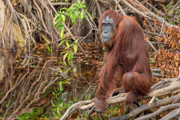 Orangutan in the jungle of Borneo