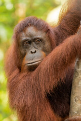 Orangutan in the jungle of Borneo