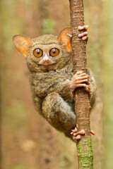 Tarsier in the jungle of Sulawesi